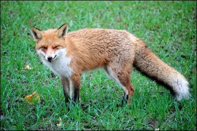 Le renard est-il chassé en France ?