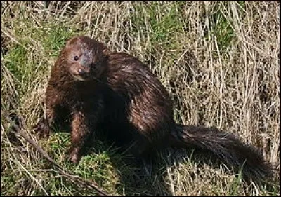 Le vison d'Amérique fait-il partie des espèces protégées ?