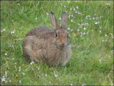Le lapin de garenne est une espèce ...
