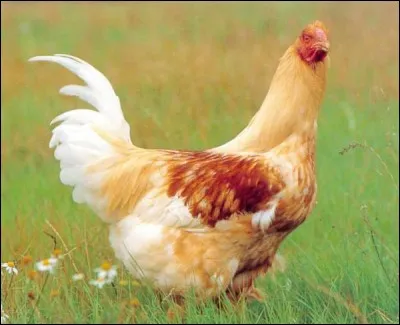 Le chapon est un mets de choix pour le repas de Noël. Mais qu'est-ce qu'un chapon ?