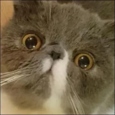 Comment s'appelle ses deux chats ?