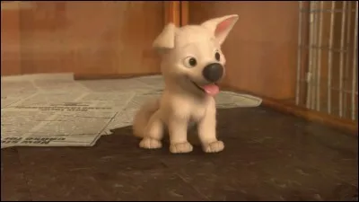 Ce chien est-il volt quand il était bébé ?