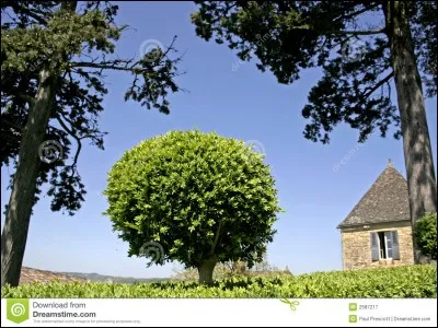 Et ceux-ci : arbre, buisson.