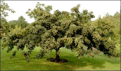 Quel est ce fruit, courant autre fois, immangeable, même quand il est mûr, mais qui une fois blet devient sucré et comestible? Mis à part les petits noyaux qui contiennent de l'acide cyanhydrique.