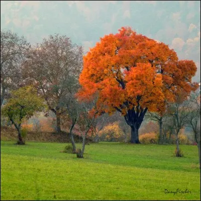 Ce bel arbre donne un fruit qui doit aussi ce manger blet, en forme de petite poire ou pomme appelé sorbe dans le midi. Quel est ce fruit utilisé couramment autrefois?