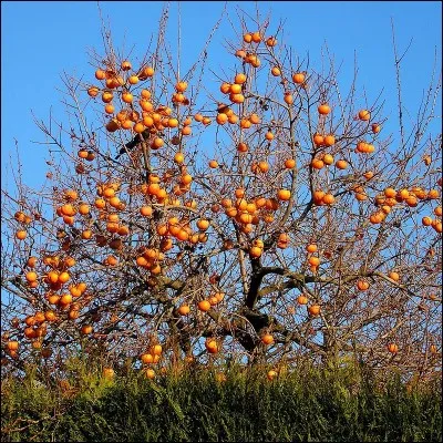 Comment se nomme le fruit, (qui revient en force sur les étals), du plaqueminier?
