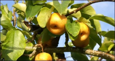 Présent depuis les années 80 sur les étals européens, ce fruit juteux et au goût de poire nous vient du Japon quel est-il?