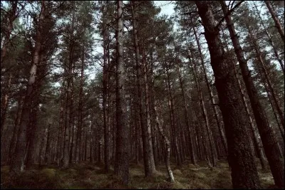 Un copain te propose d'aller dans la forêt interdite derrière la cabane d'Hagrid. Que redoutes-tu le plus de croiser ?