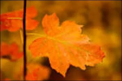 À quel nom vous fait penser cette image si vous savez qu'elle est dans l'ombre ?