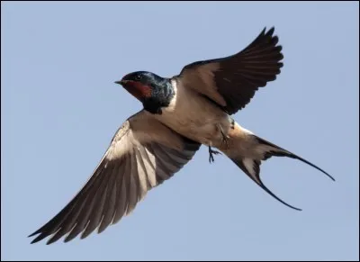 Je suis les plumes de cet oiseau qui sont tombées dans la rivière.