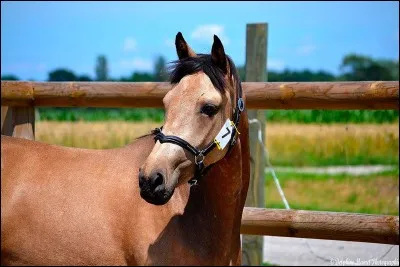 Le poney de selle allemand est une race tout à fait adaptée à ...
