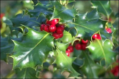 Arbuste de Noël.