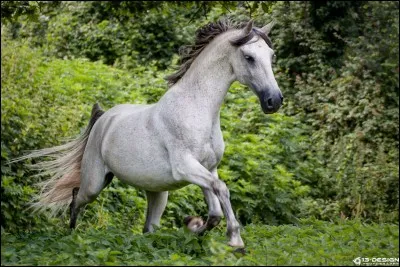 A quelle famille appartient ce cheval ?