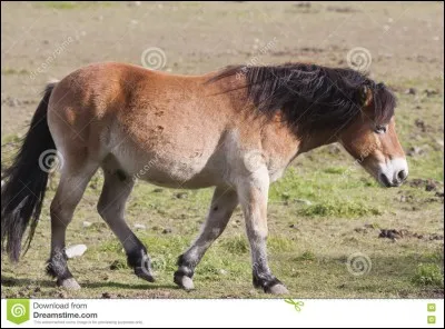 Courage c'est bientôt terminé ! Alors à quelle famille appartient cet herbivore?