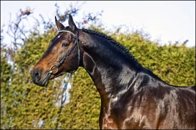 Et pour finir, ce cheval est un...