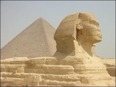 Le sphinx est une espèce de chat domestique sans poil.
