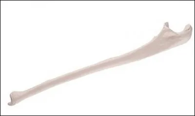 Cubitus est un personnage de bande dessinée créé par Dupa.