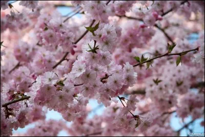 Les arbres sont en fleurs au même moment.