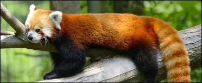 Quel animal préfères-tu ?