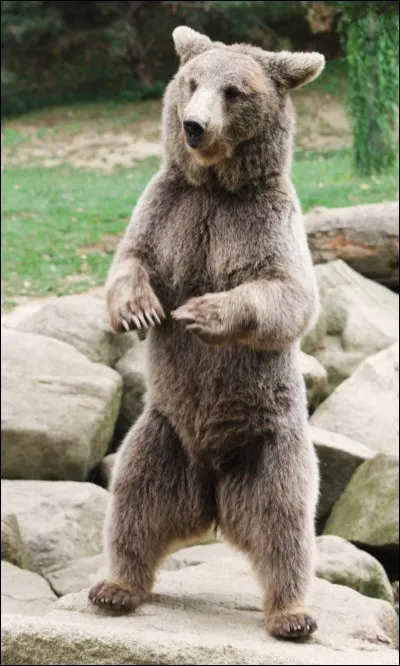 Traversons l'Atlantique pour aller maintenant en Amérique du Nord. Aux États-Unis, en Alaska pour être plus précise, nous avons le droit de tuer un ours. Par contre, nous n'avons pas le droit de :