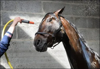 Que doit-on faire après avoir douché un cheval ?