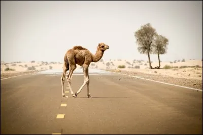 Combien de bosses le dromadaire a-t-il ?