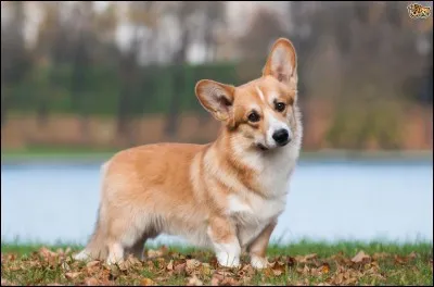 Cet animal est un corgi.