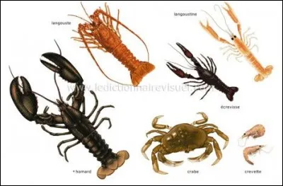 Les crustacés identifient leurs proies avec leurs antennes.