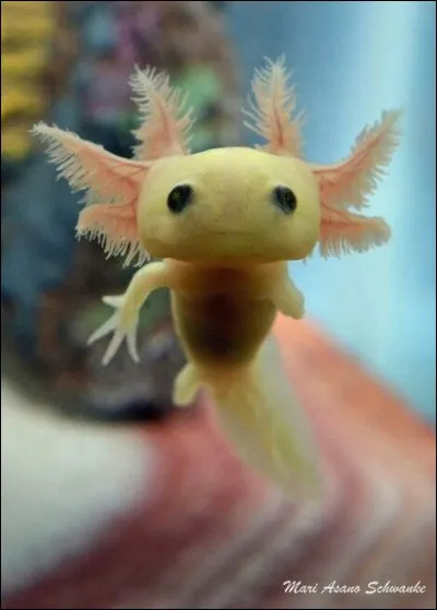 Quelle est la particularité de l'axolotl ?