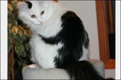 Pris sous cet angle, ce beau chat blanc semble porter sur son flanc un petit singe noir. Les singes de la sagesse (les trois petits singes asiatiques, l'un fermant avec ses mains les yeux, l'autre les oreilles et le troisième la bouche) indiquent quoi... ?