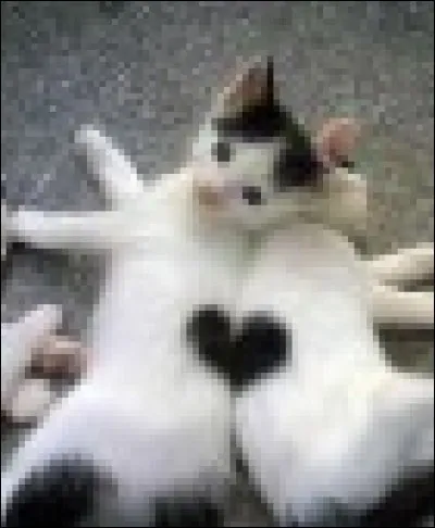 Il faut qu'ils soient deux, ces adorables chats, pour dessiner ce joli coeur, et qu'ils soient pile poil dans la bonne position ! le coeur noir est aussi une maladie d'un végétal, lequel ?