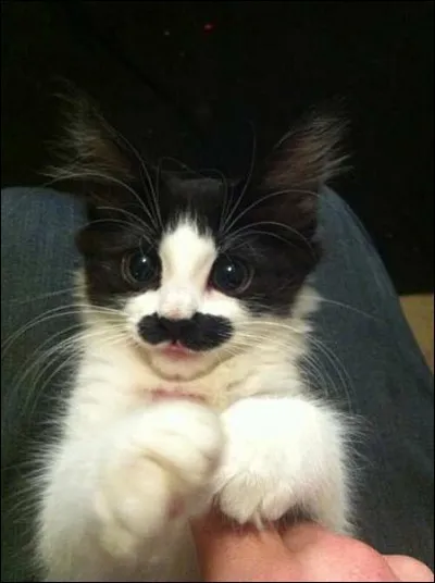 Ce joli chat est adorable avec sa grosse moustache noire. Mettez-lui une paire de lunettes et vous aurez devant vous un célèbre comique, lequel ?