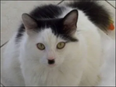 Avouez que ce chat est étonnant, et l'on sait bien à qui il fait penser. Mais on s'amuse ici, et l'on va plutôt se souvenir de Louis de Funès expliquant une recette de cuisine en allemand, dans le film Le grand restaurant. Quelle épice entrait dans la recette ?