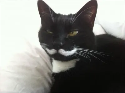 Ce chat porte moustaches, rien de surprenant, si ce n'est qu'il en a une double paire, avec ces belles moustaches blanches sur son pelage noir. Il existe de nombreux styles de moustaches, celles-ci sont des moustaches... ?