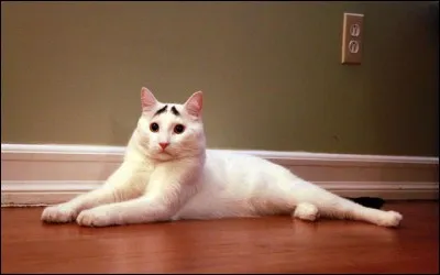Ce très beau chat blanc, à la queue noire, semble avoir hérité de sourcils noirs qui lui donne l'air... ?