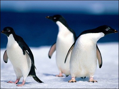 Lequel de ces noms désigne une espèce de pingouins ?