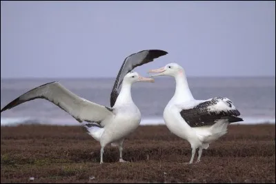 Laquelle de ces espèces n'est pas un albatros ?
