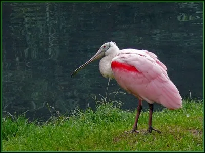 Quelle caractéristique du butor le différencie des autres échassiers tels que la spatules et le flamant ?