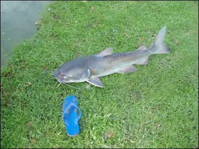 Se dit d'un animal dépourvu de tête !