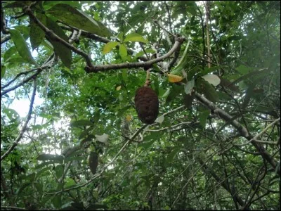 Trouble de l'expression écrite, allant de l'oubli de signes graphiques à l'incapacité absolue d'écrire !