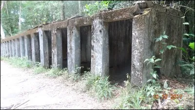 Plante ornementale, cultivée dans le midi de la France !