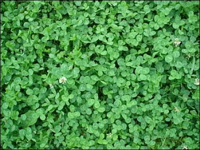 J'ai trouvé sous le sapin un lot de trèfles à quatre feuilles, pour qui sont-ils ?