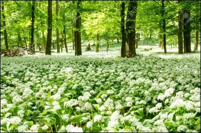 Contre les infections ils emploient...