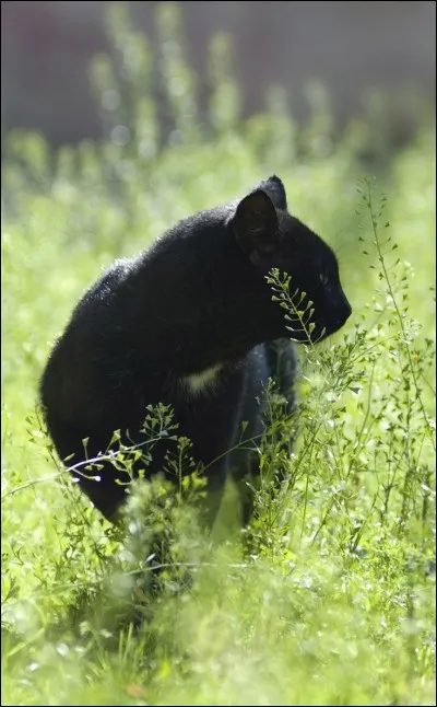Comment guérir le "mal vert"?