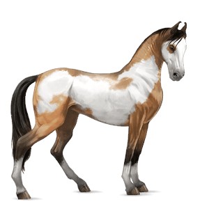 Quiz Equideow