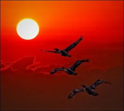 Pouvant voler jusqu'à 10 mois entiers sans faire la moindre pause, le record du plus long vol sans escale est détenu par...