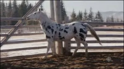 Quelle est la race du cheval Ghost, que seul Ty pouvait voir ?
