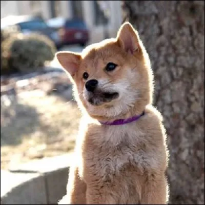 Quel chien donne son nom au film éponyme ?