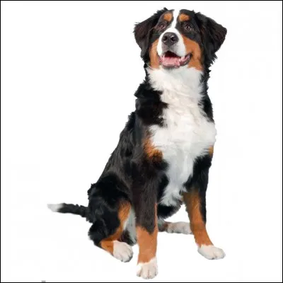 Comment s'appelle son chien ?