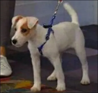 Comment s'appelle ce chien ?